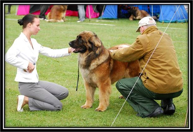 Dragongrdens Kennel